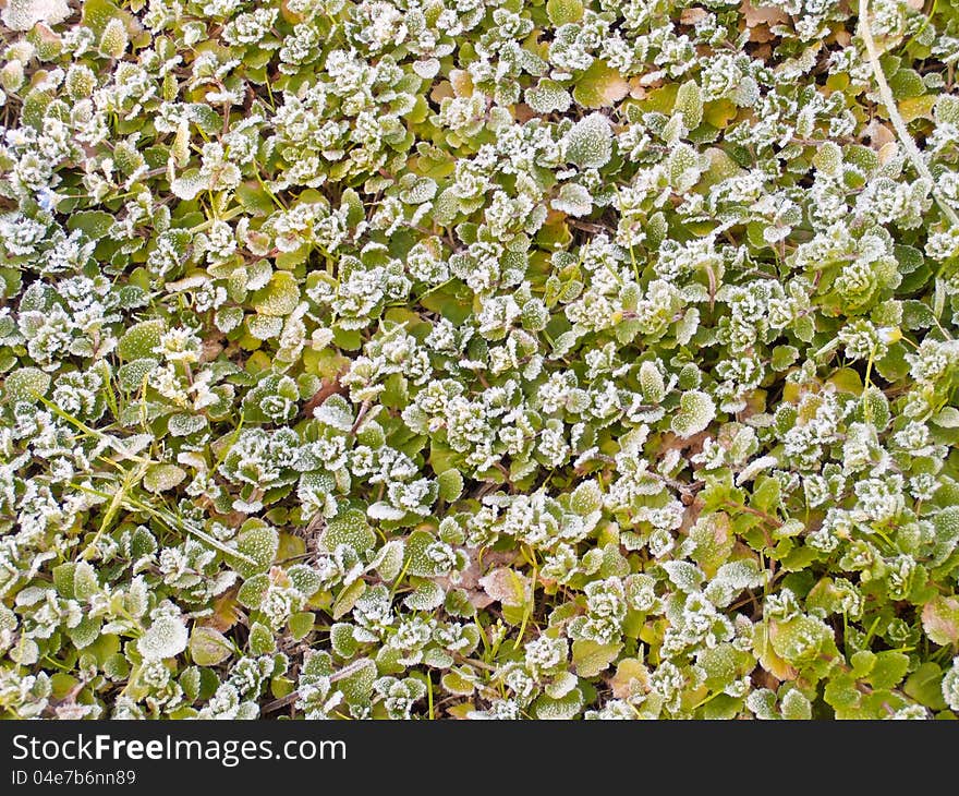 Frosty leaves in autumn morning