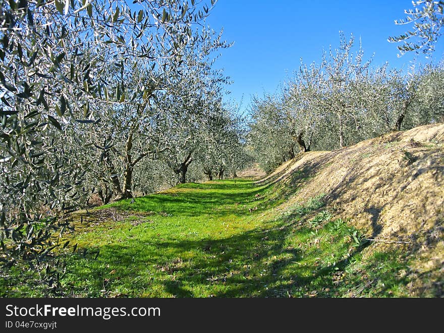 Olive plants in Tuscany