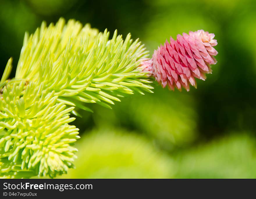 Closeup of a single early spring pink cone of the evergreen larch tree. Closeup of a single early spring pink cone of the evergreen larch tree.