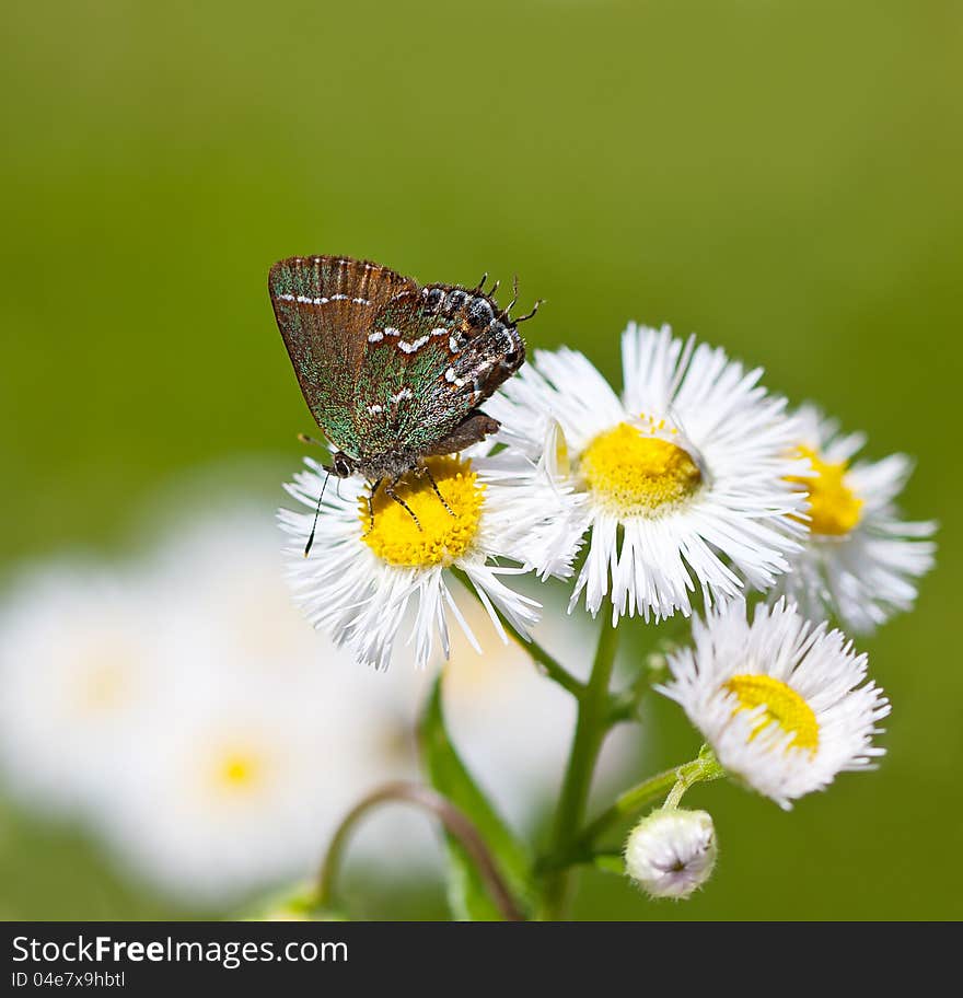 Juniper Hairstreak Butterfly (Callophrys gryneus) on Fleabane