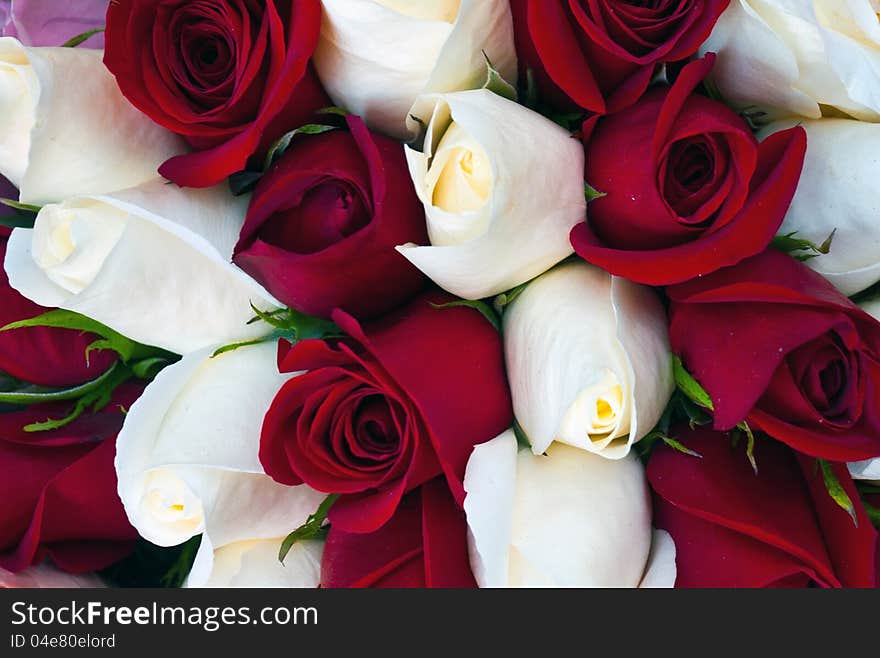 Close up of red and white roses