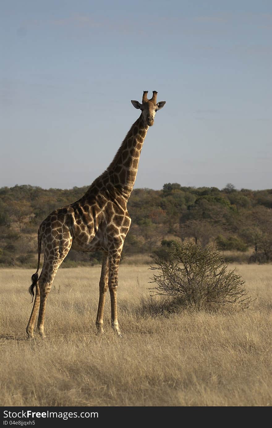 Giraffe standing in the grass infront of a small tree looking at the photographer