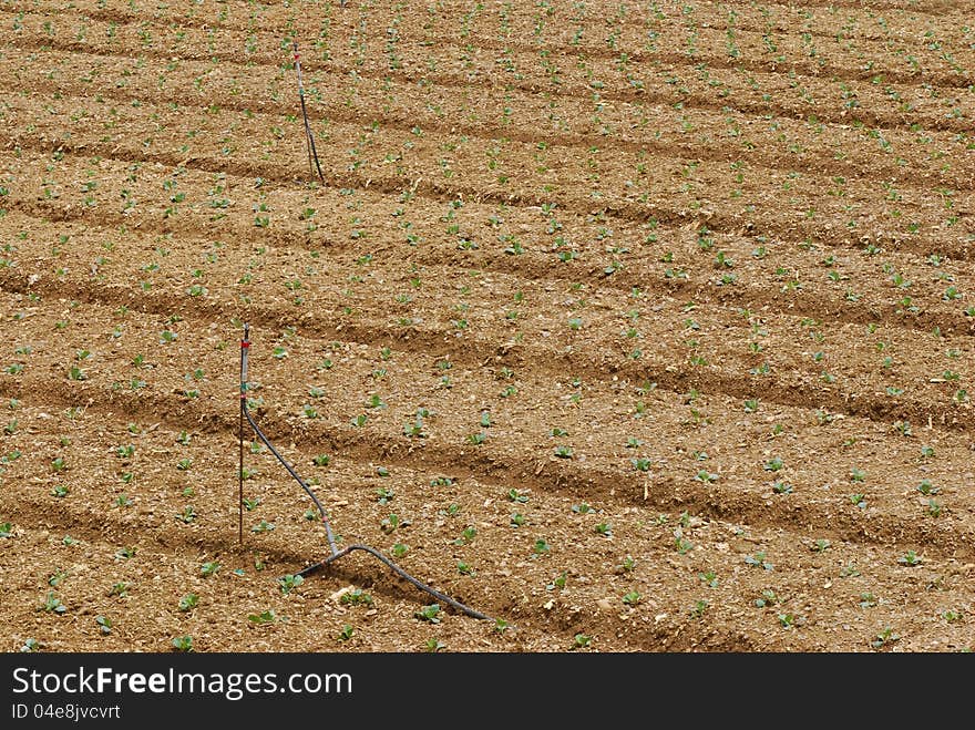 Seedling of vegetable in spring field