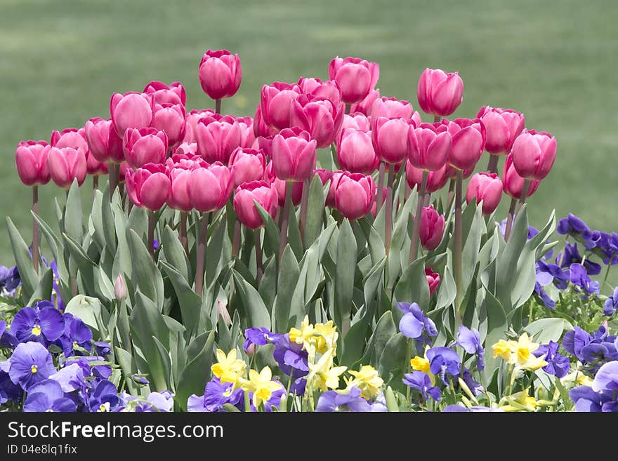 Tulips