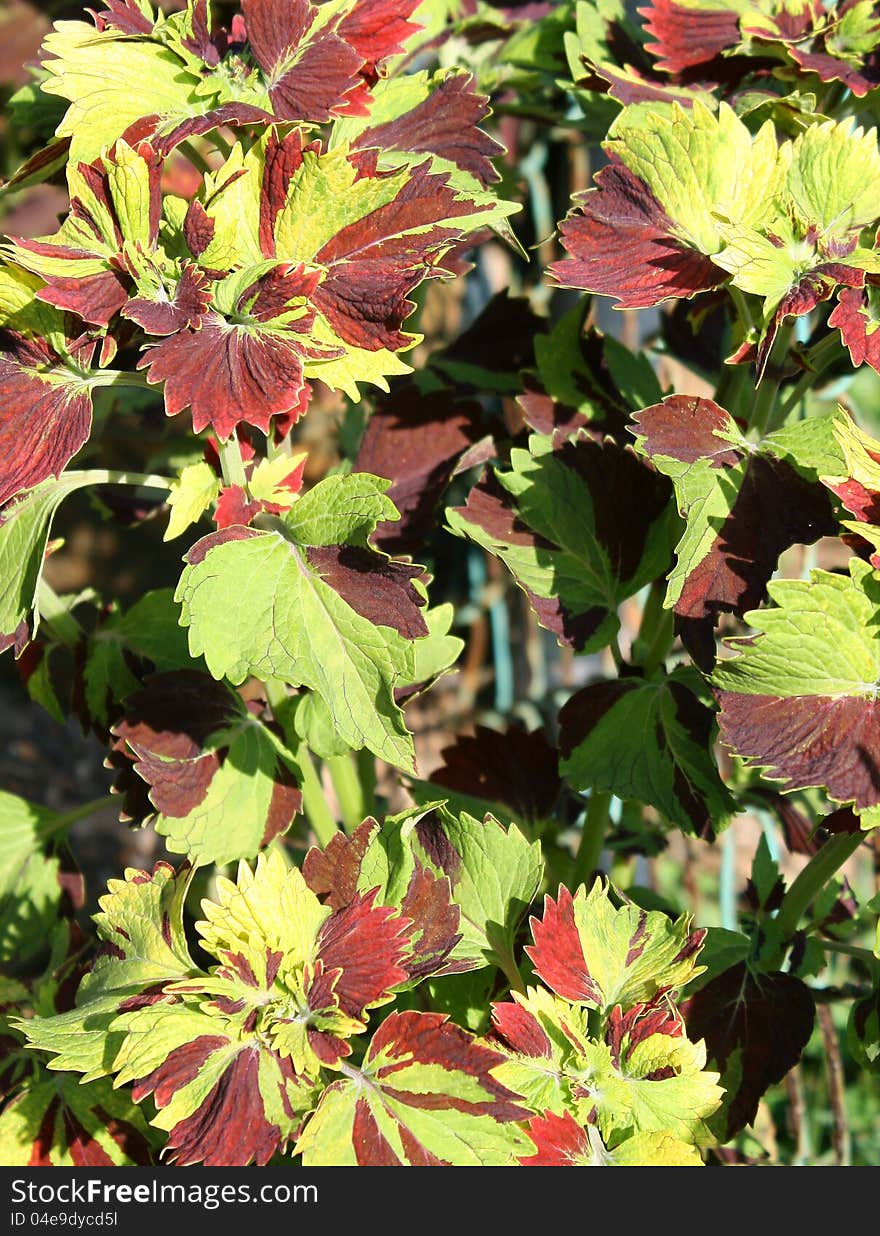 Colorful leaves of the plants in a garden