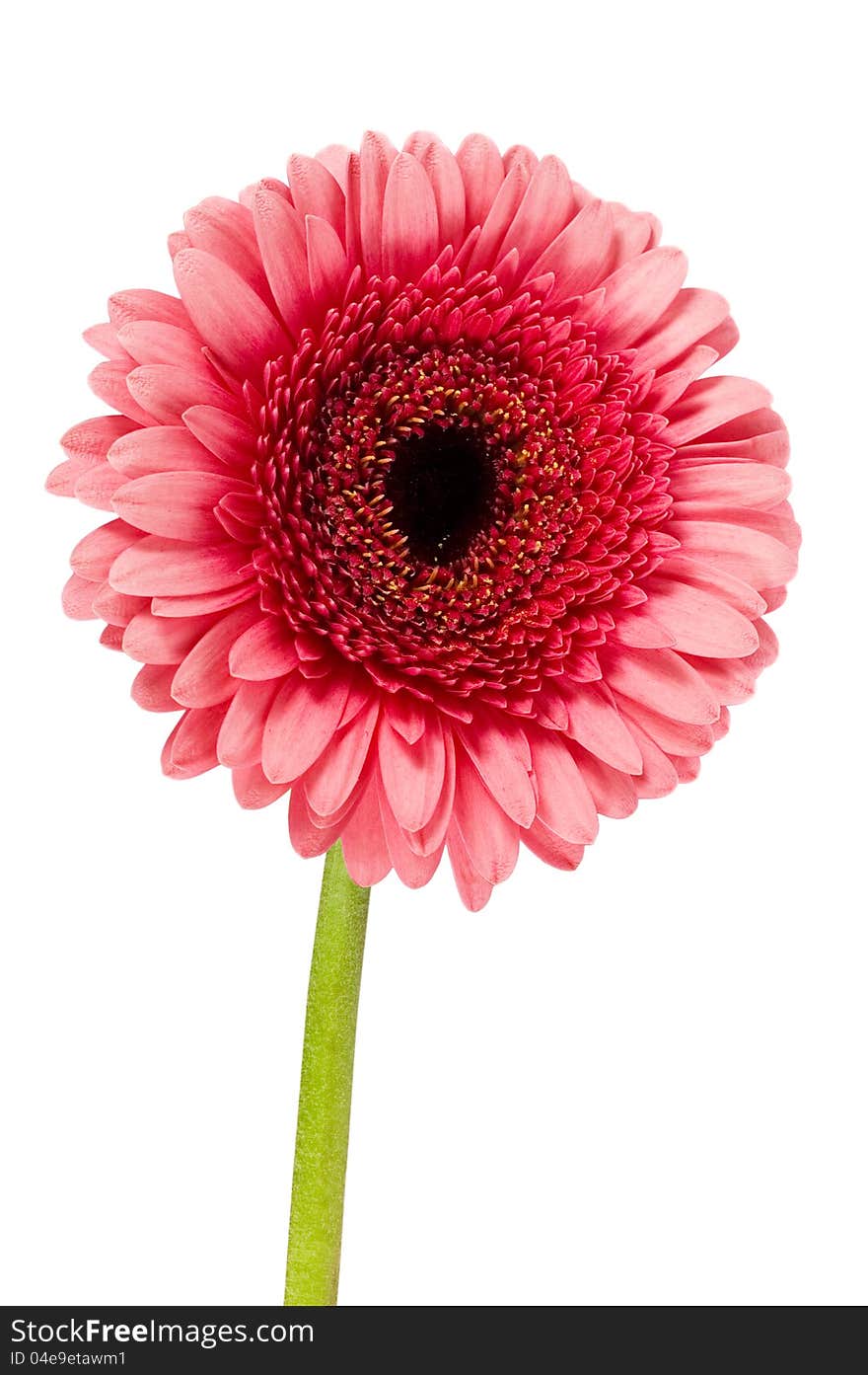 Single pink gerbera on a white background