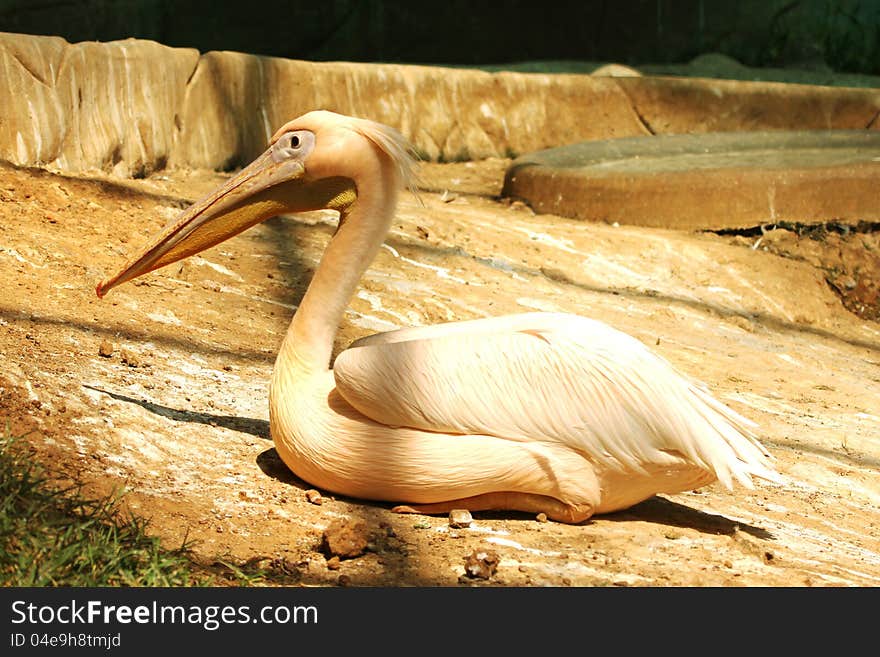 Pelicans