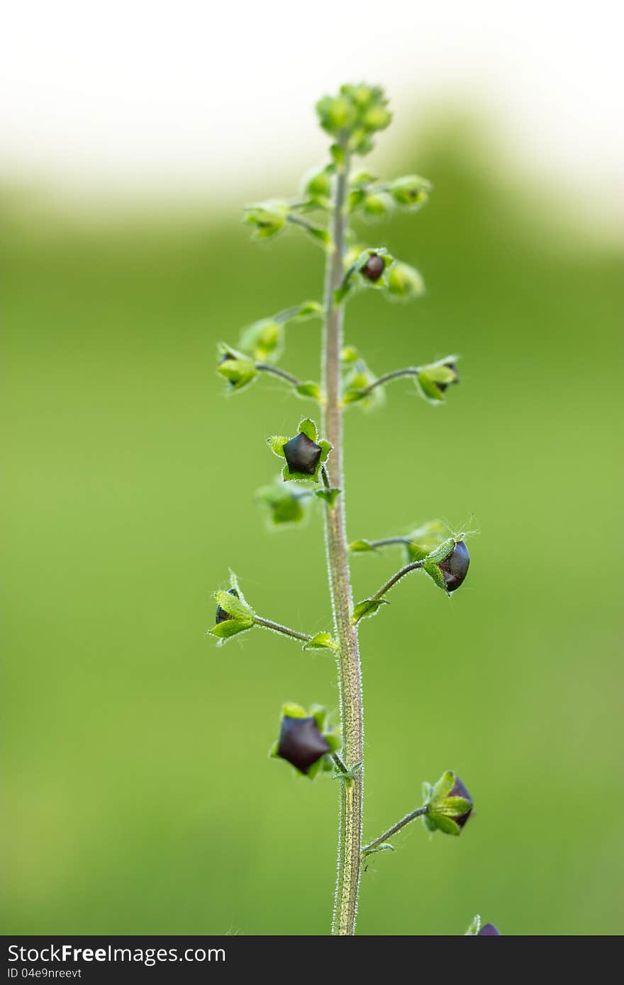 Meadow wild flower