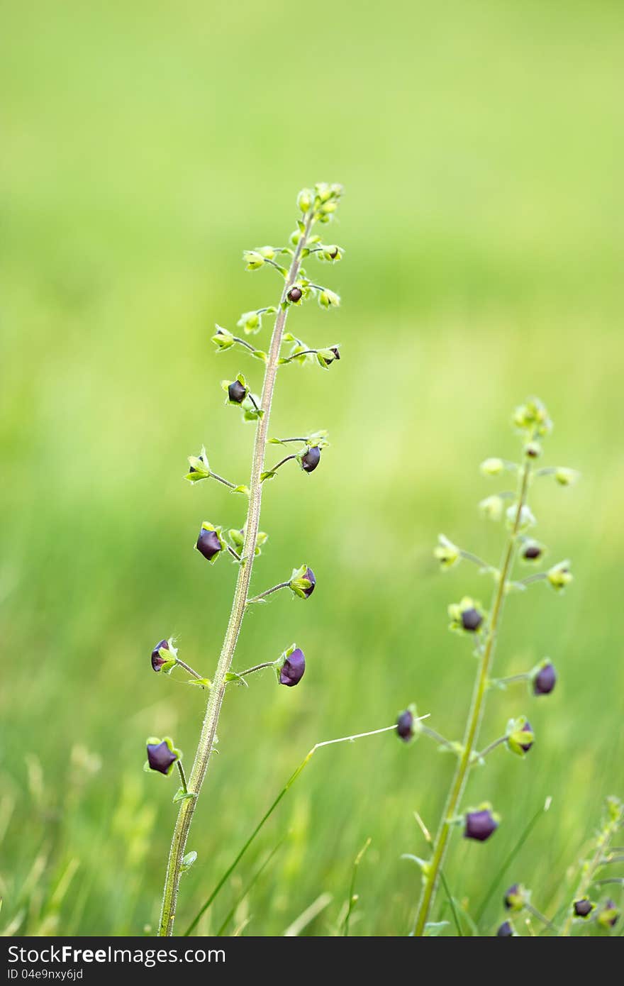 Meadow wild flower