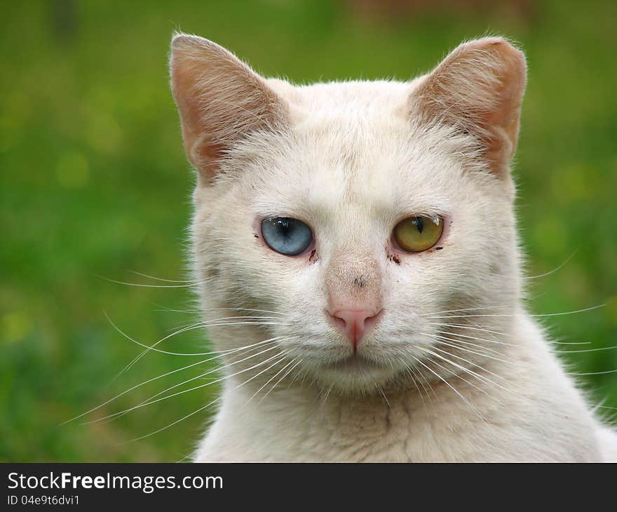 White stray cat with different eyes, blue and green on a grassy background. White stray cat with different eyes, blue and green on a grassy background.