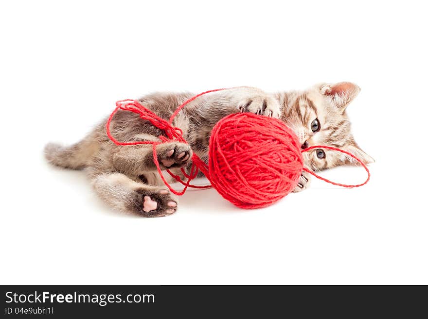 Tabby kitten playing red clew or ball on white