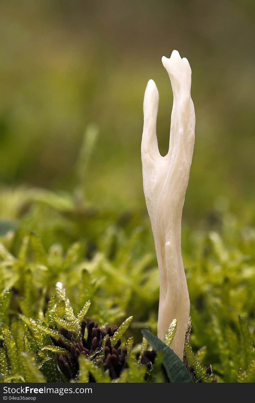 Mushroom macro