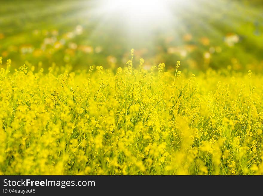 Rapeseed And Sulight