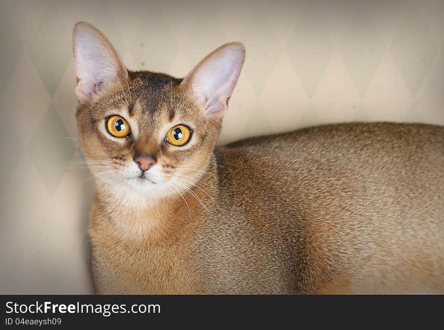 Beautiful female Ruddy Abyssinian cat in studio. Beautiful female Ruddy Abyssinian cat in studio