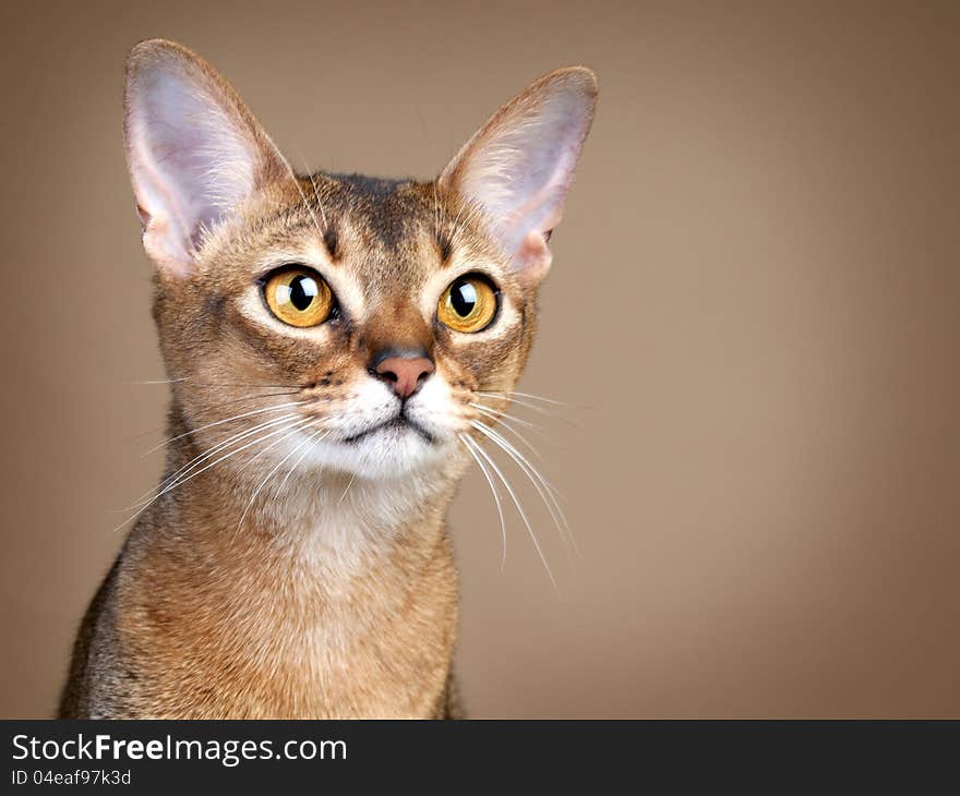 Gorgeous Female Abysssinian Cat