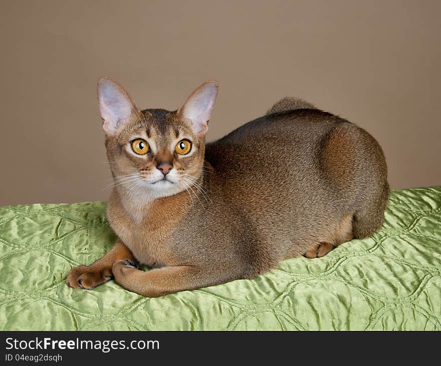 Gorgeous Female Abysssinian Cat