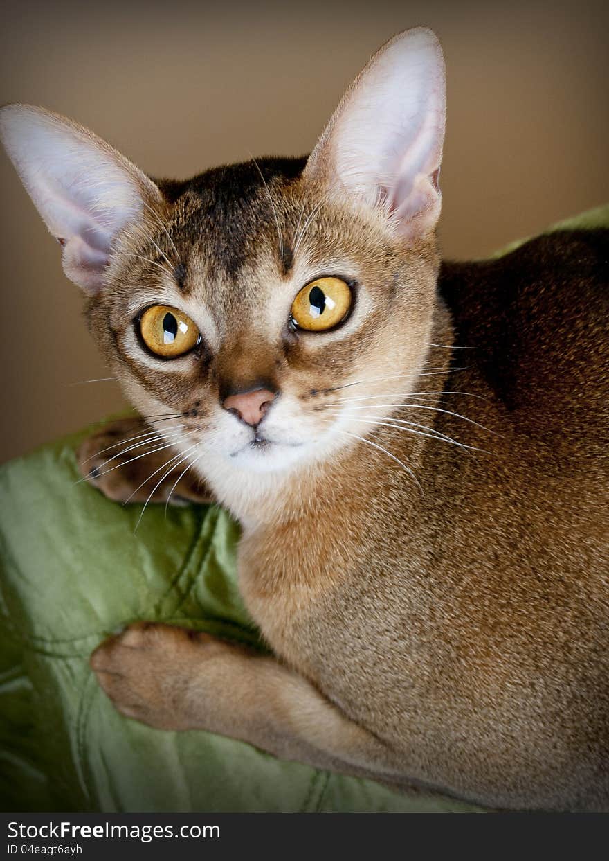 Gorgeous Female Abysssinian Cat