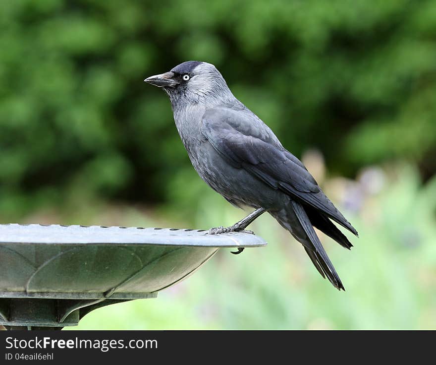 Close up ogf a Jackdaw