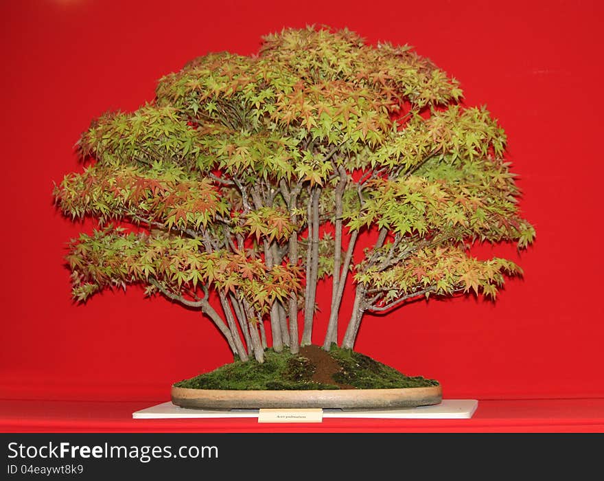 A Decorative Acer Palmatum Bonsai Miniature Tree.