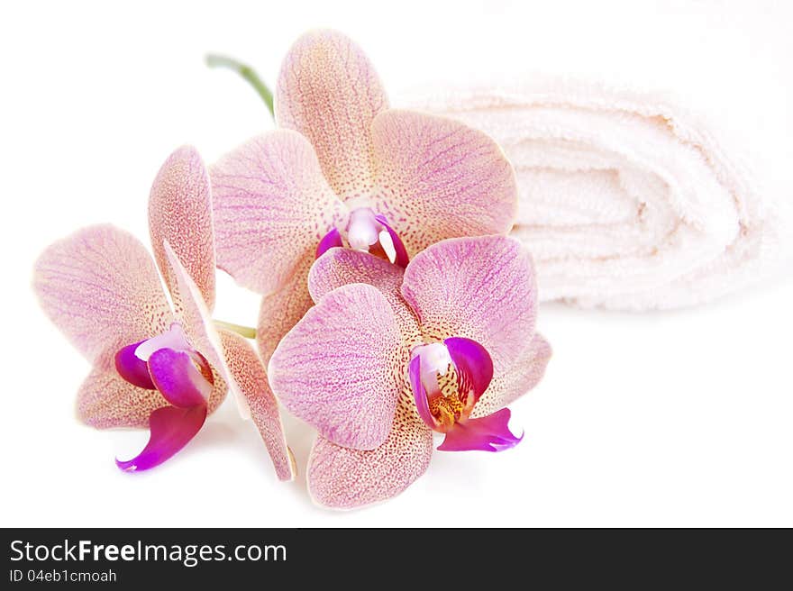 Spa theme with orchids and towel on a white background. Spa theme with orchids and towel on a white background