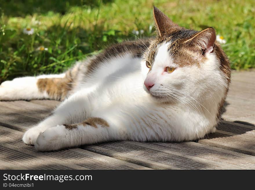 Cat on terrace