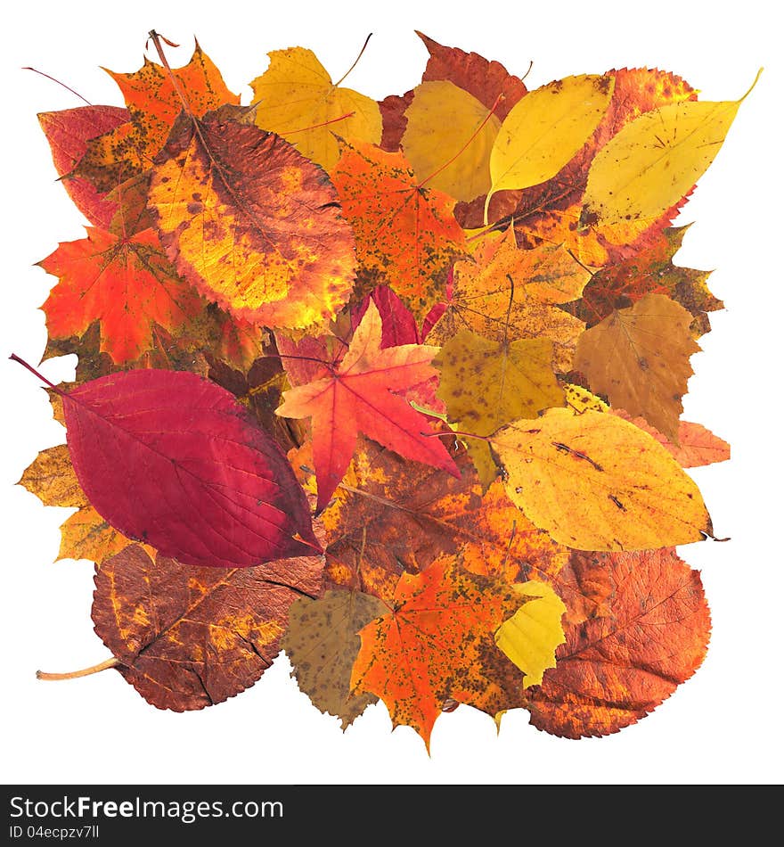 Autumn leaves of all colors on a white background. Autumn leaves of all colors on a white background