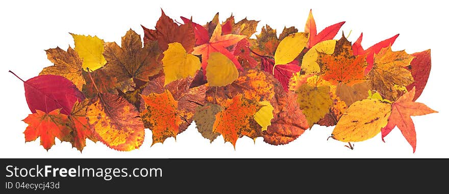 Autumn leaves of all colors on a white background. Autumn leaves of all colors on a white background