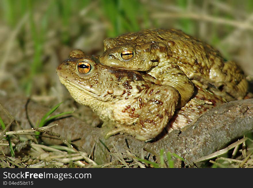 Toads