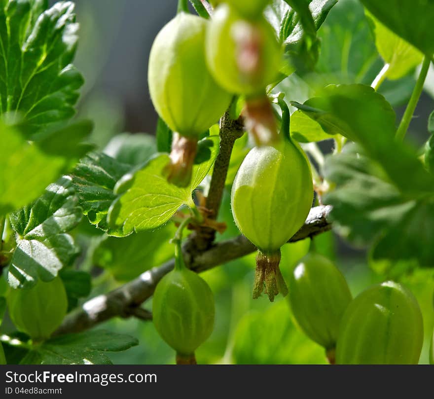 The green berries