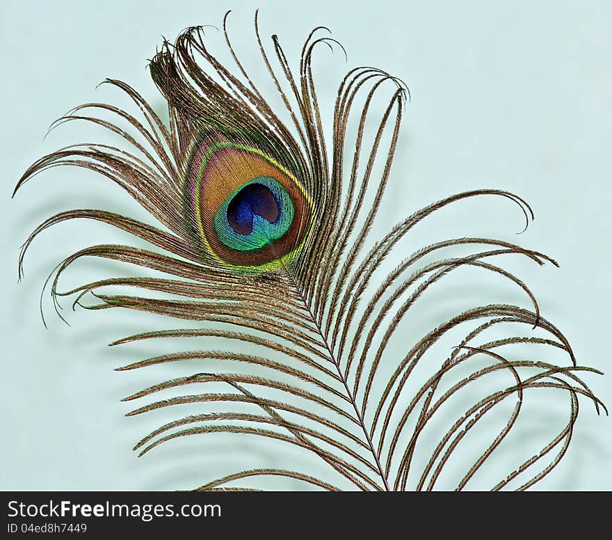 Peacock Feather On A Green Backgrou