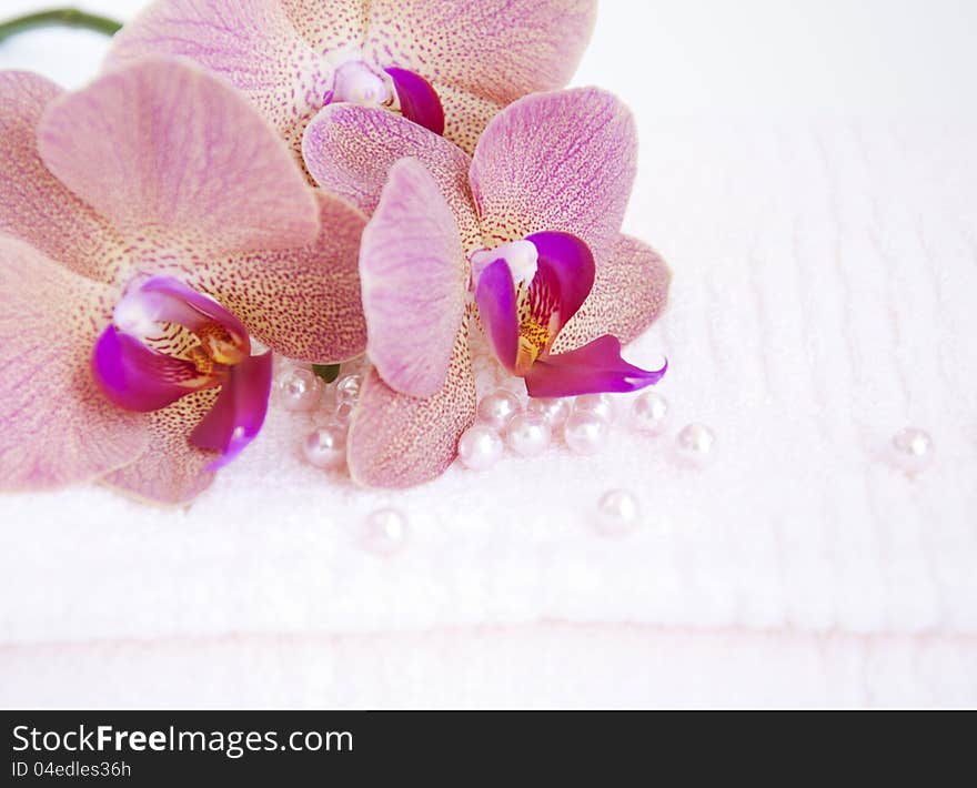 Orchid on Towel