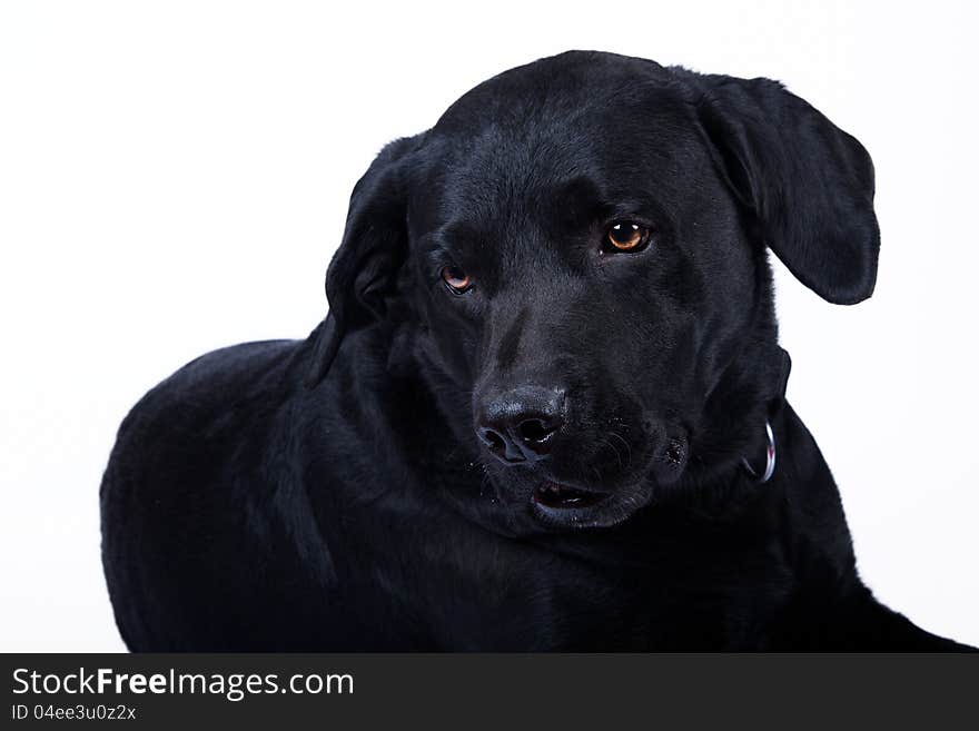 Black Labrador isolated on white