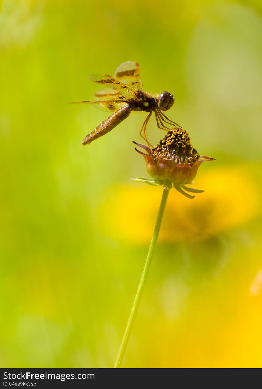 Dragonfly