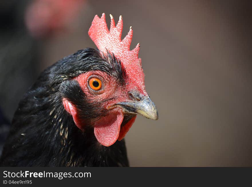 Hen with blurred grey background