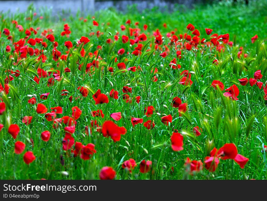 Poppies