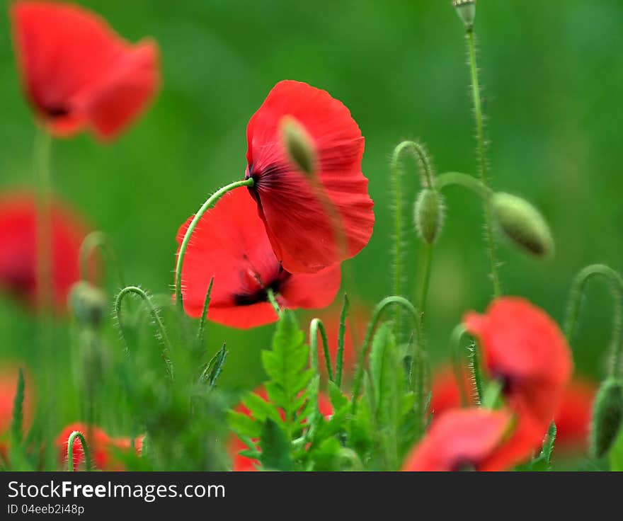 Poppies