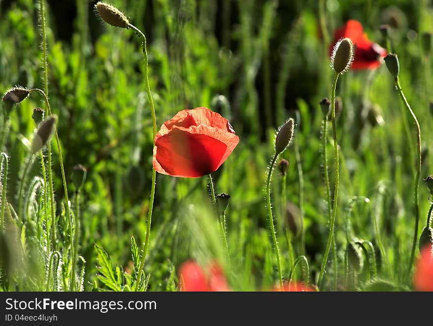 Poppies