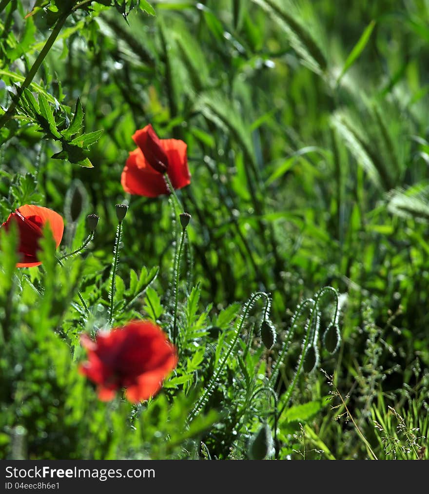 Poppies