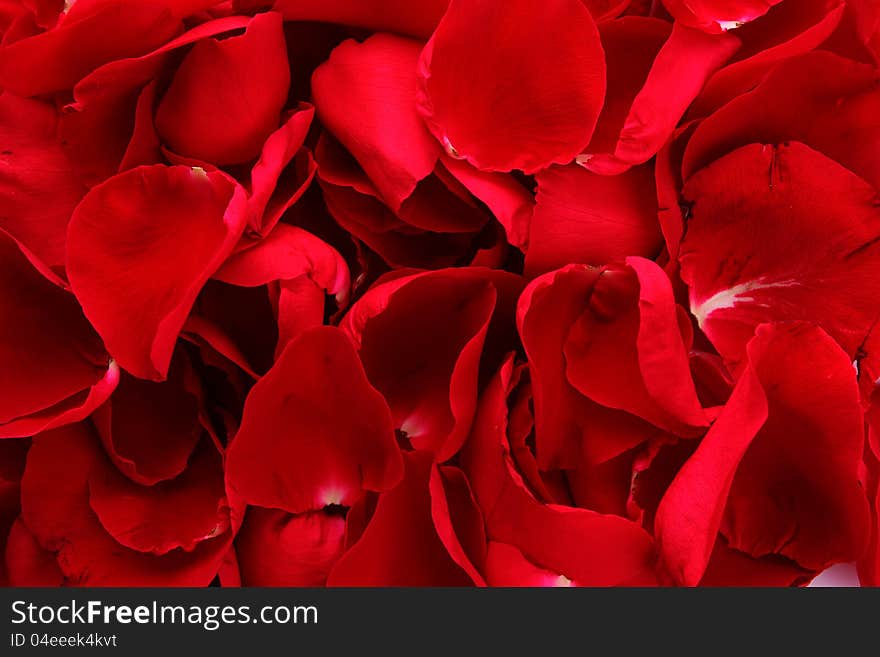 Beautiful petals of red roses