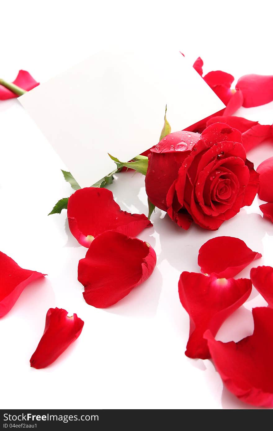 Beautiful red rose petals with blank paper on the white background