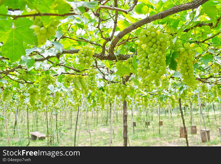 Grape garden