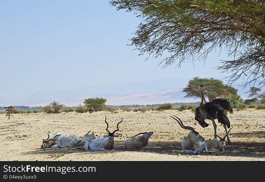 Animals of nature reserve Hai-Bar, Israel