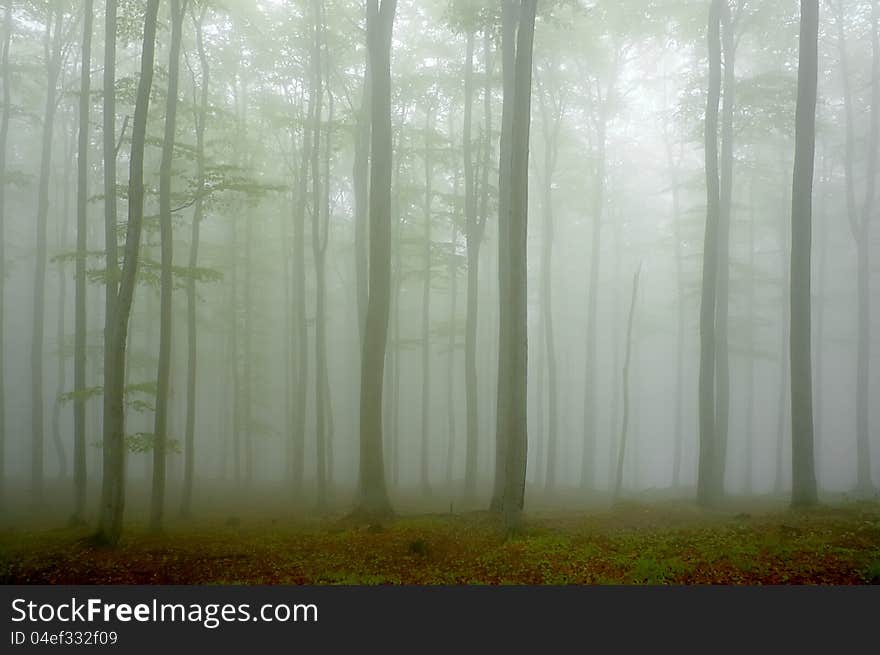 Beechwood with fog in backcloth