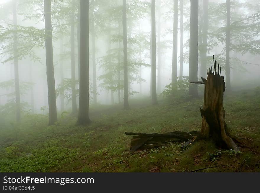 Beechwood with fog in backcloth