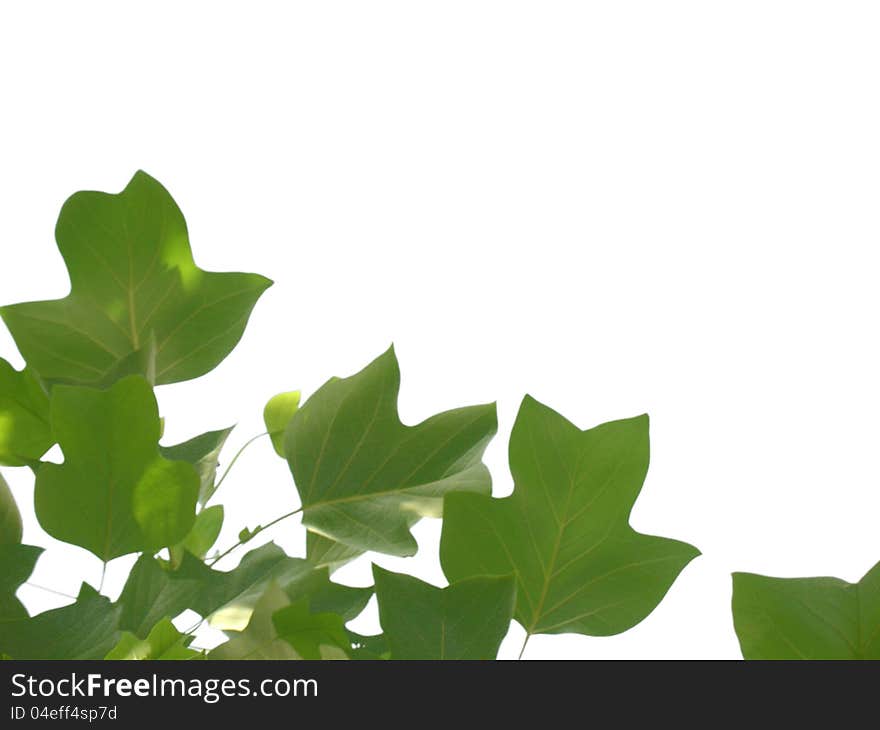 Green leaves background in white