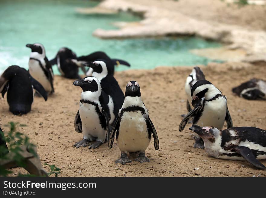 Flock of penguins (Spheniscus demersus) standing on the sand near pond