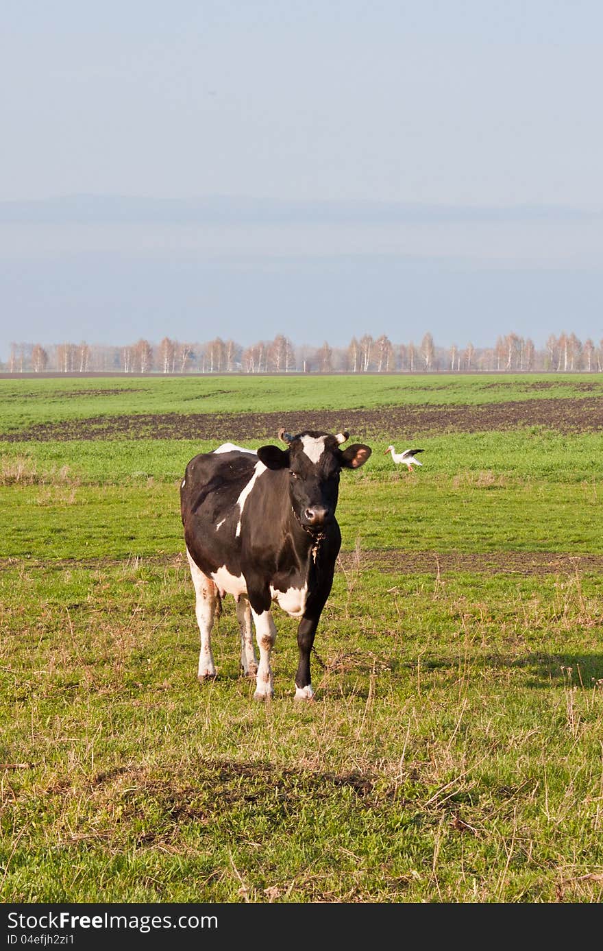 Black and white cow in the pasture