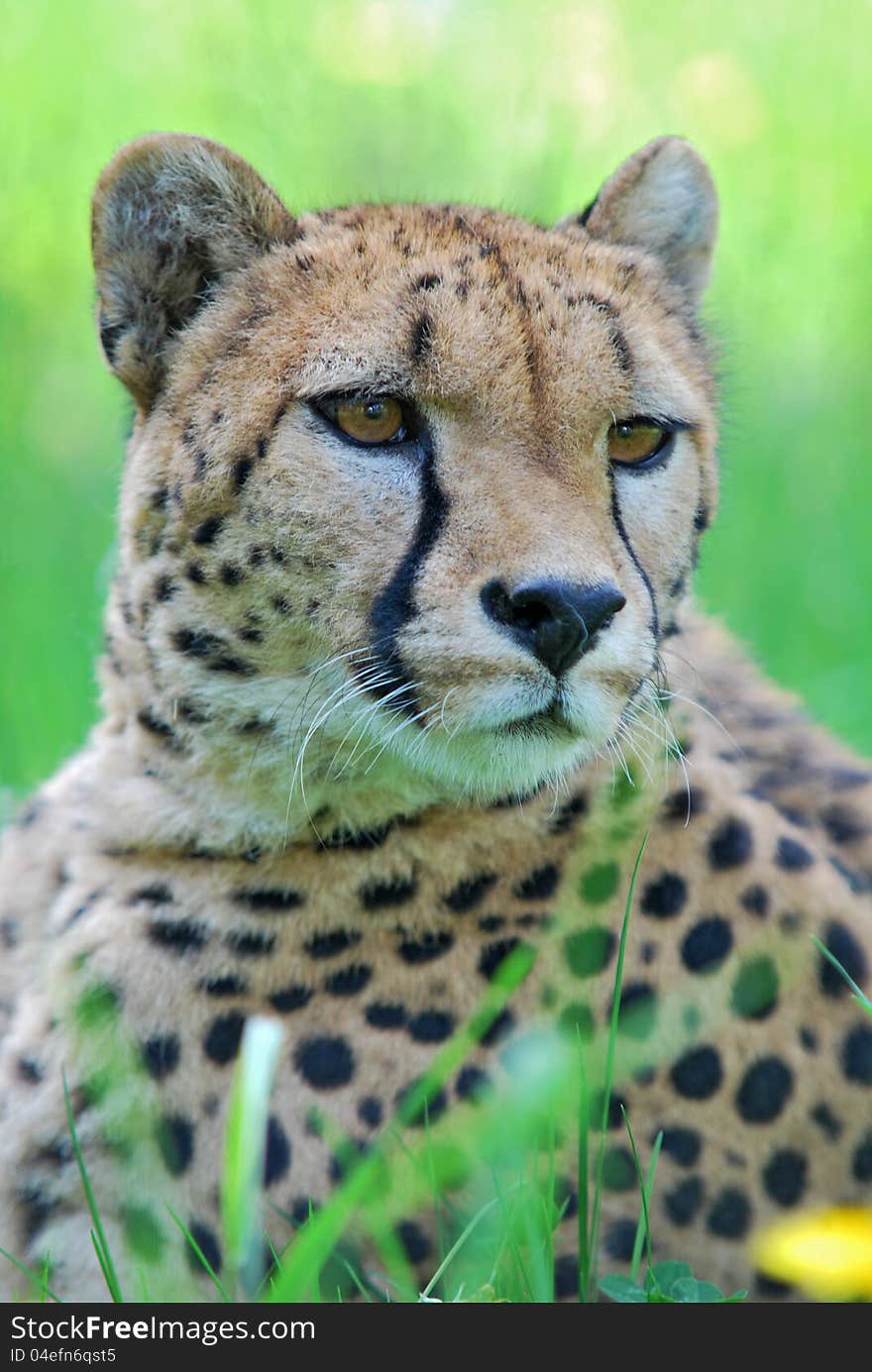 Portrait Of Cheetah