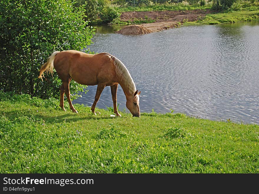 Horse Near Pond