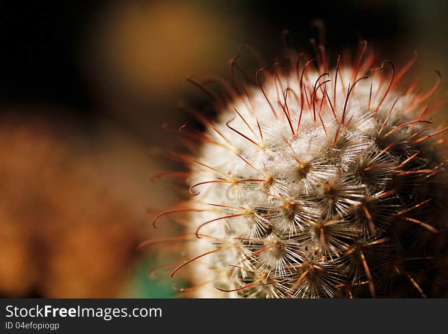 Escobaria cactus which is also called nipple cactus few long spine and multiple small spines. Escobaria cactus which is also called nipple cactus few long spine and multiple small spines